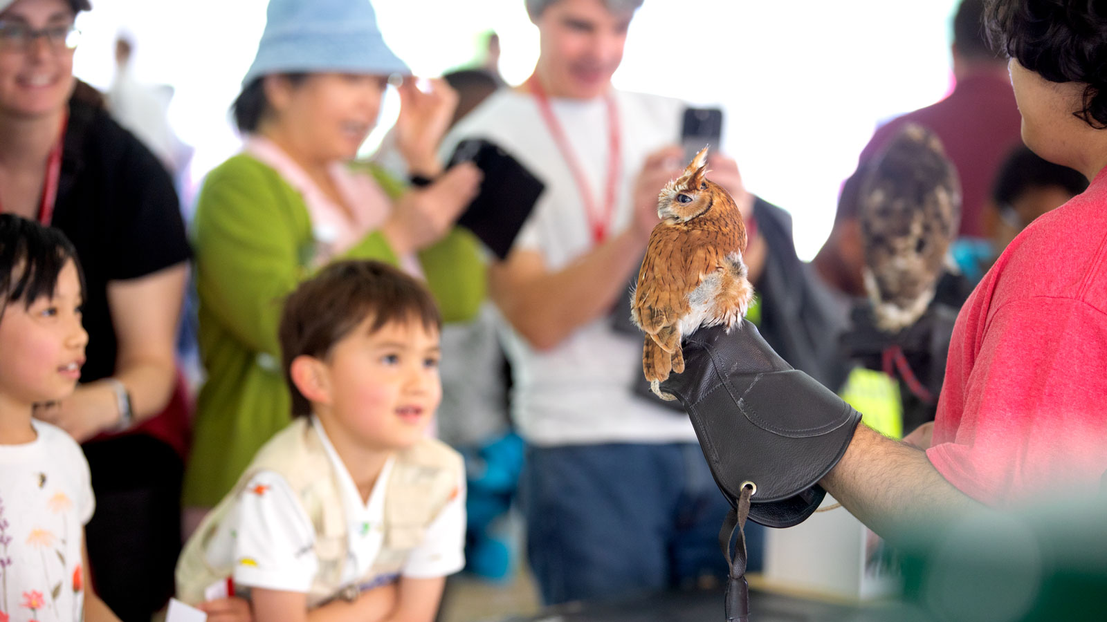 Children and Reunion attendees get a close look at an owl during Reunion 2024