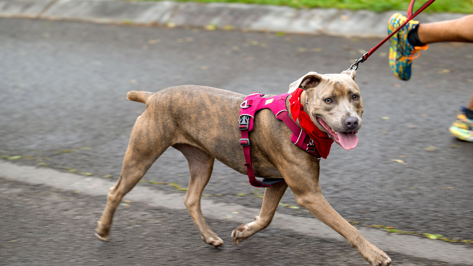 A Cornell dog participates in the Reunion 5K Run