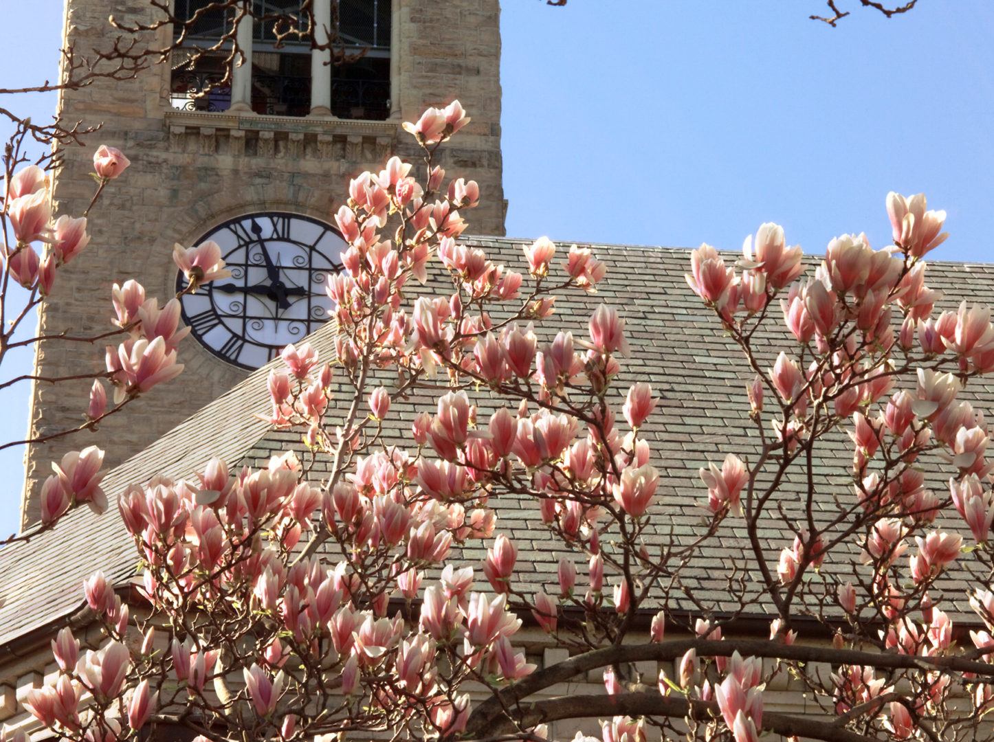 A sugar magnolia in bloom outside McGraw Tower.