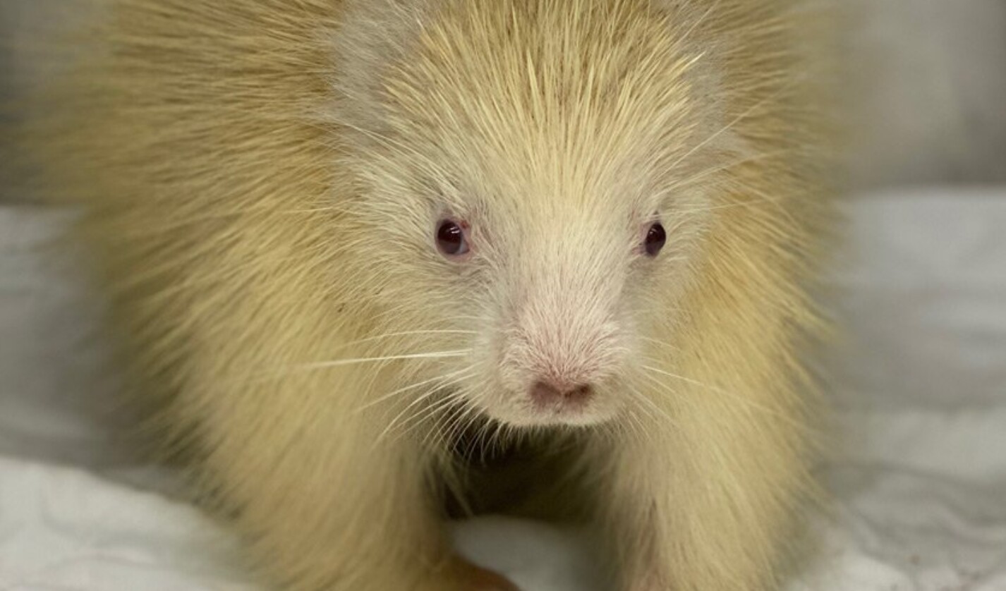 This rare albino porcupine made a full recovery and is now an ambassador for her species and for native wildlife at The Wild Center in Tupper Lake.