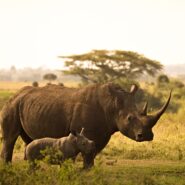mother and baby rhino