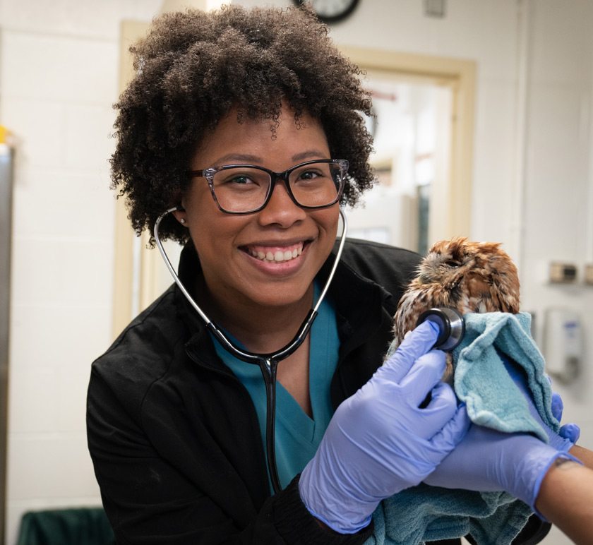 RED Veterinary Scholar Alayzha Turner-Rodgers DVM ’24 treating an owl at the Cornell Janet L. Swanson Wildlife Hospital